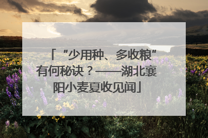 “少用种、多收粮”有何秘诀？——湖北襄阳小麦夏收见闻