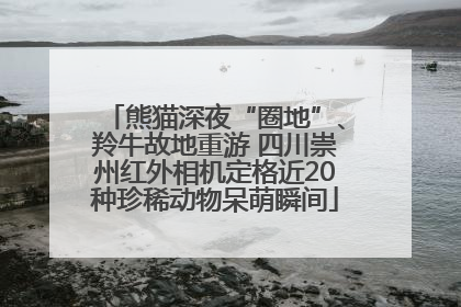 熊猫深夜“圈地”、羚牛故地重游 四川崇州红外相机定格近20种珍稀动物呆萌瞬间