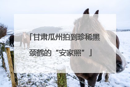 甘肃瓜州拍到珍稀黑颈鹤的“安家照”