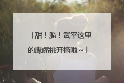 甜！脆！武平这里的鹰嘴桃开摘啦～