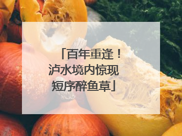 百年重逢！泸水境内惊现短序醉鱼草