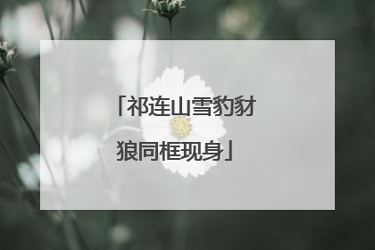 祁连山雪豹豺狼同框现身