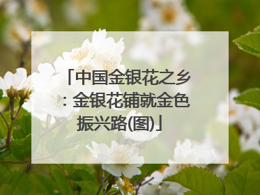 中国金银花之乡：金银花铺就金色振兴路(图)