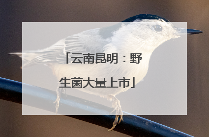 云南昆明：野生菌大量上市