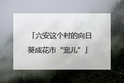 六安这个村的向日葵成花市“宠儿”