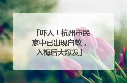 吓人！杭州市民家中已出现白蚁，入梅后大爆发