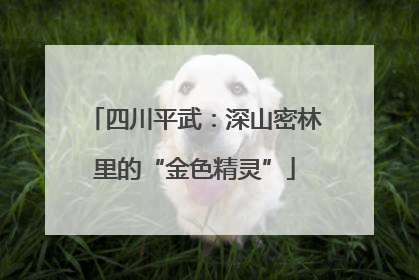 四川平武：深山密林里的“金色精灵”