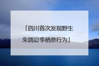 四川首次发现野生朱鹮夏季栖息行为