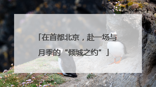 在首都北京，赴一场与月季的“倾城之约”