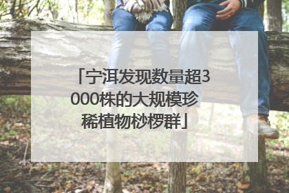 宁洱发现数量超3000株的大规模珍稀植物桫椤群