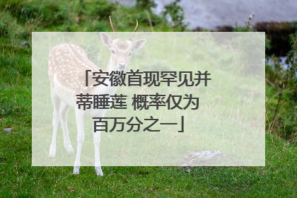 安徽首现罕见并蒂睡莲 概率仅为百万分之一