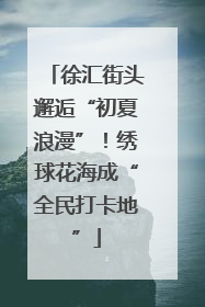 徐汇街头邂逅“初夏浪漫”！绣球花海成“全民打卡地”