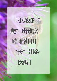 小龙虾“爬”出致富路 稻虾田“长”出金疙瘩