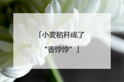 小麦秸秆成了“香饽饽”