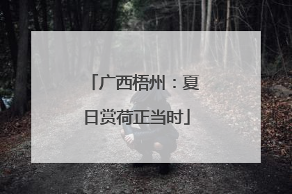 广西梧州：夏日赏荷正当时