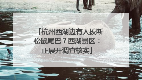 杭州西湖边有人拔断松鼠尾巴？西湖景区：正展开调查核实