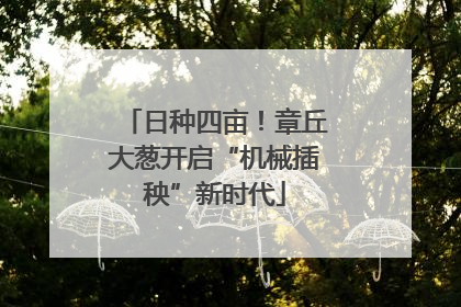 日种四亩！章丘大葱开启“机械插秧”新时代