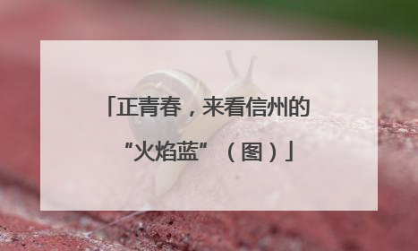 正青春，来看信州的“火焰蓝”（图）