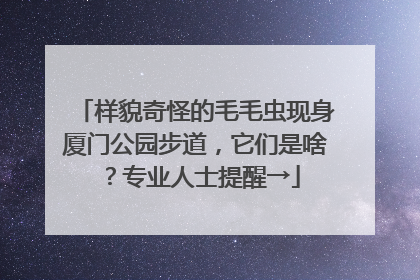 样貌奇怪的毛毛虫现身厦门公园步道，它们是啥？专业人士提醒→