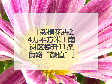 栽植花卉2.4万平方米！南岗区提升11条街路“颜值”