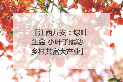 江西万安：绿叶生金 小叶子撬动乡村共富大产业