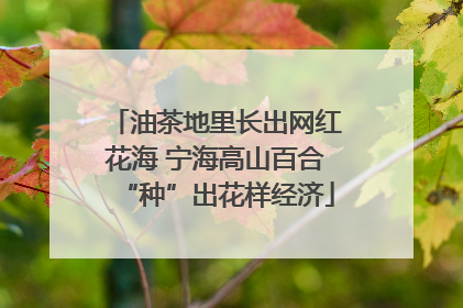 油茶地里长出网红花海 宁海高山百合“种”出花样经济