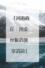 河南商丘：川金丝猴消暑享清凉