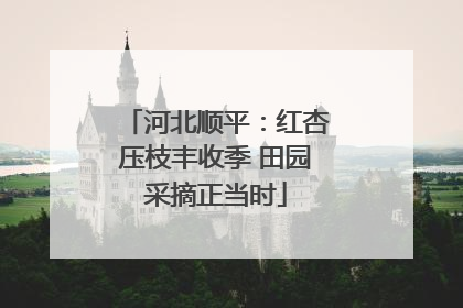 河北顺平：红杏压枝丰收季 田园采摘正当时