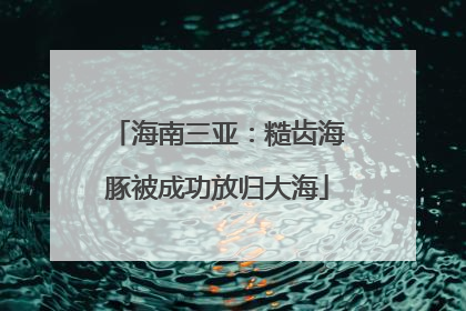 海南三亚：糙齿海豚被成功放归大海