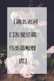 湖北老河口发现珍稀鸟类蓝喉蜂虎