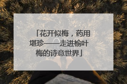 花开似梅，药用堪珍——走进榆叶梅的诗意世界