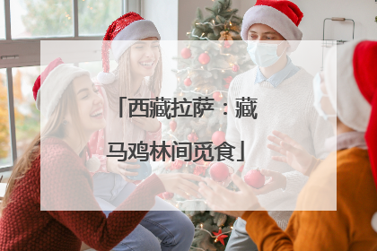 西藏拉萨：藏马鸡林间觅食
