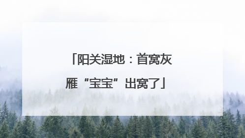 阳关湿地：首窝灰雁“宝宝”出窝了