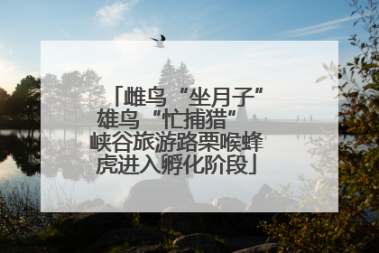 雌鸟“坐月子”雄鸟“忙捕猎” 峡谷旅游路栗喉蜂虎进入孵化阶段