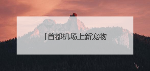 首都机场上新宠物出行服务，从家门一站抵达目的地