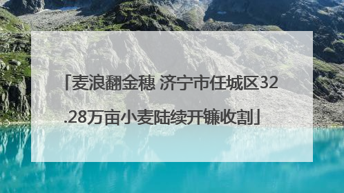 麦浪翻金穗 济宁市任城区32.28万亩小麦陆续开镰收割
