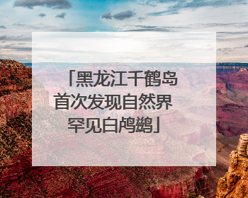 黑龙江千鹤岛首次发现自然界罕见白鸬鹚