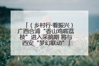 （乡村行·看振兴）广西合浦“香山鸡嘴荔枝”进入采摘期 将与西安“梦幻联动”