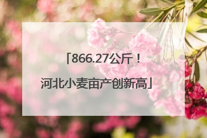 866.27公斤！河北小麦亩产创新高